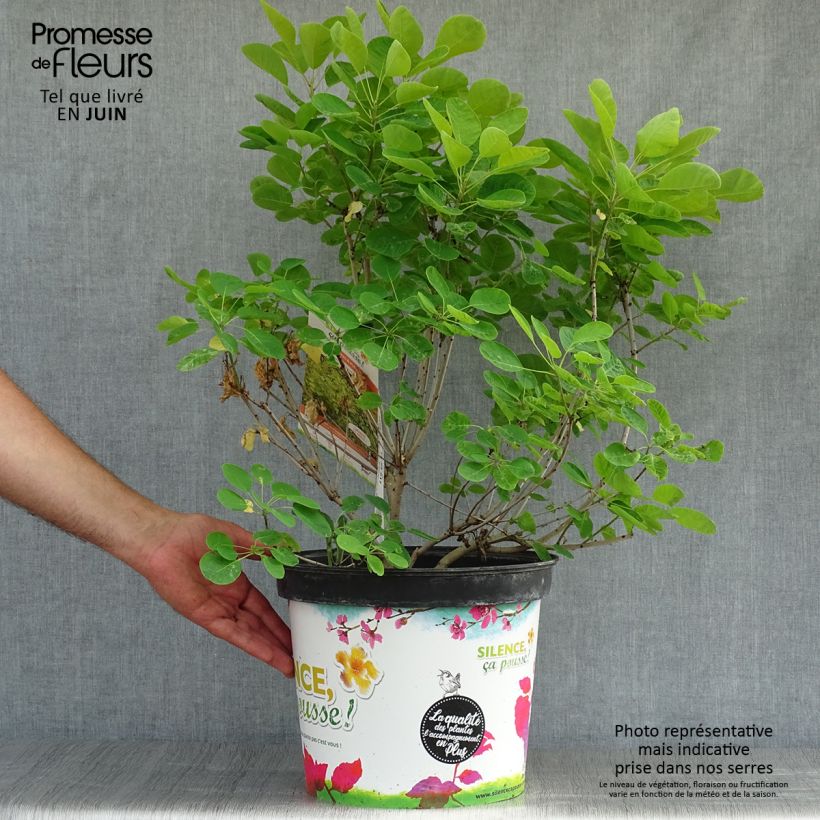 Amostra de Cotinus coggygria Golden Lady Vaso de 7,5 L/10 L tal como entregue no verão