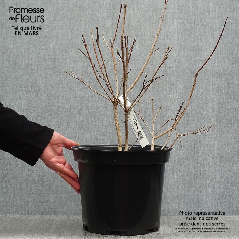 Amostra de Cotinus coggygria Golden Lady Vaso de 7,5 L/10 L tal como entregue na primavera