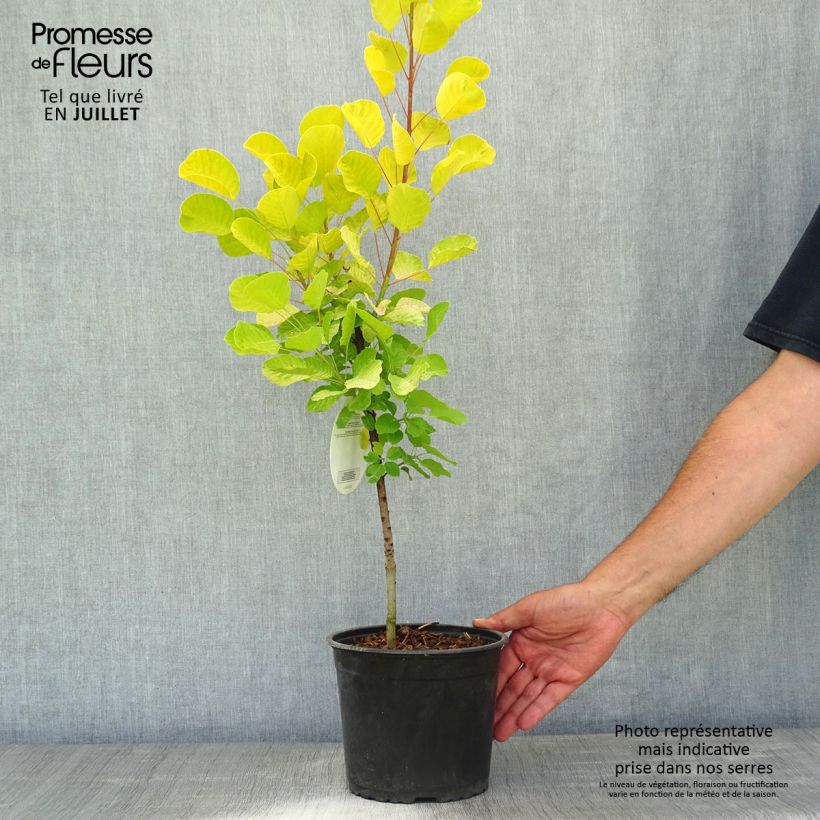 Amostra de Cotinus coggygria Golden Spirit Vaso de 2 L/3 L tal como entregue no verão