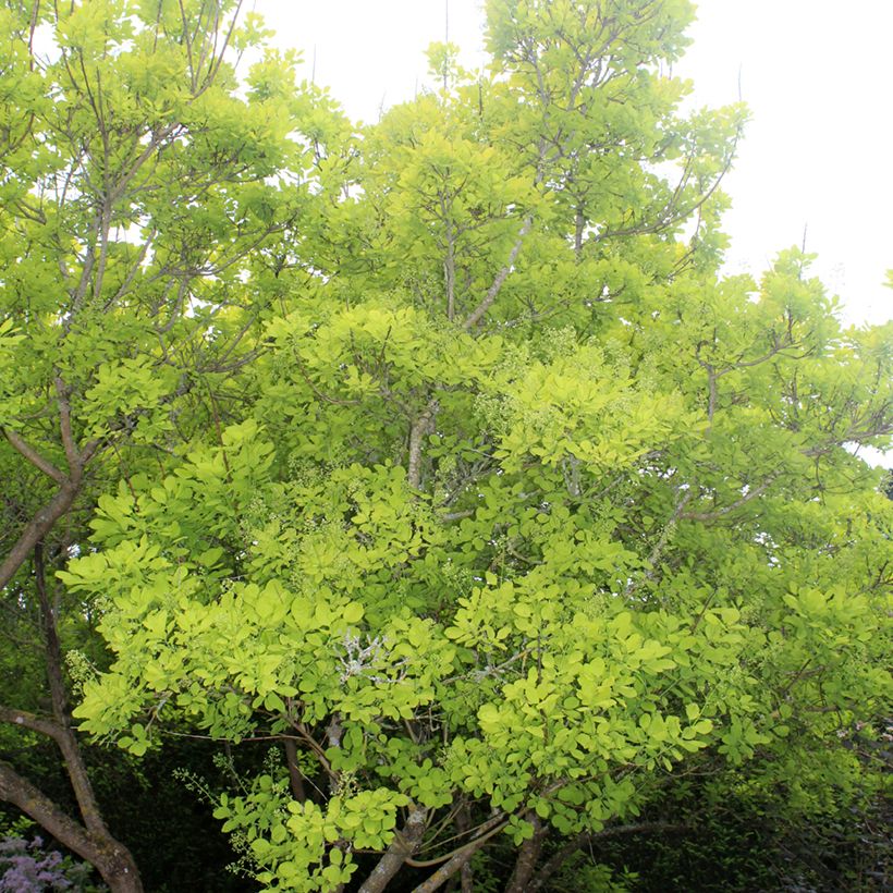 Cotinus coggygria Golden Spirit (Hábito)