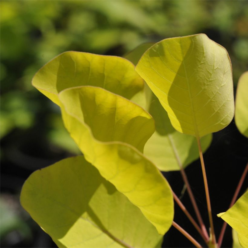 Cotinus coggygria Golden Spirit (Folhagem)