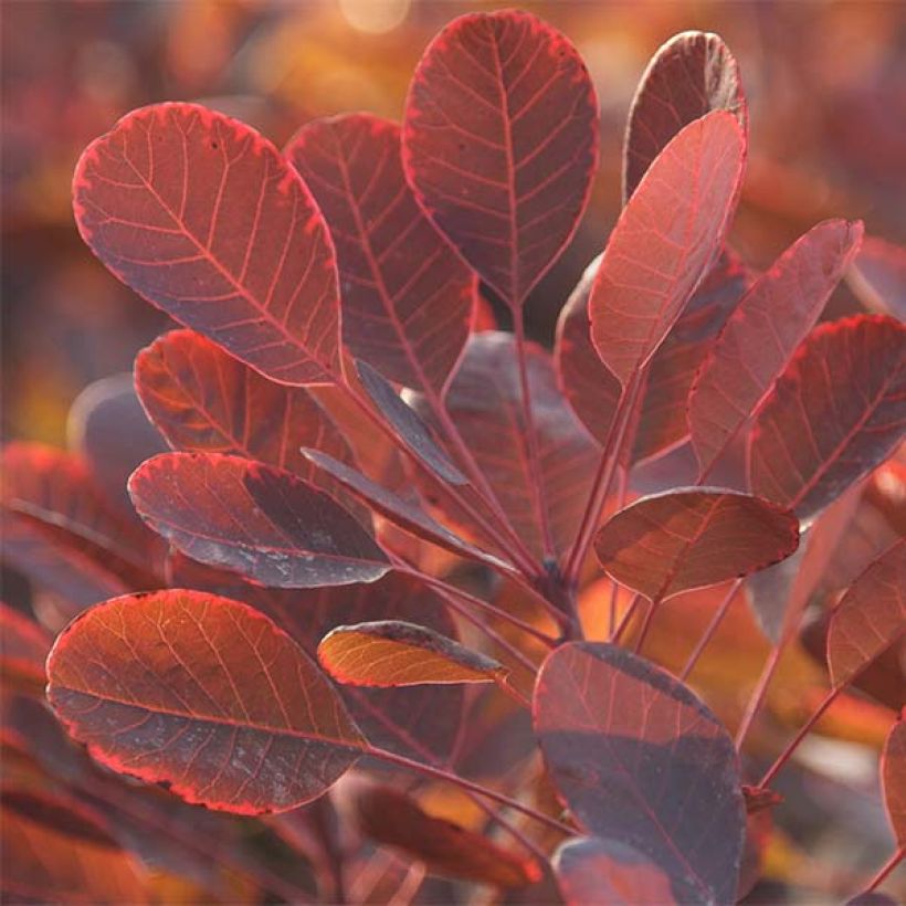 Cotinus coggygria Lilla (Folhagem)