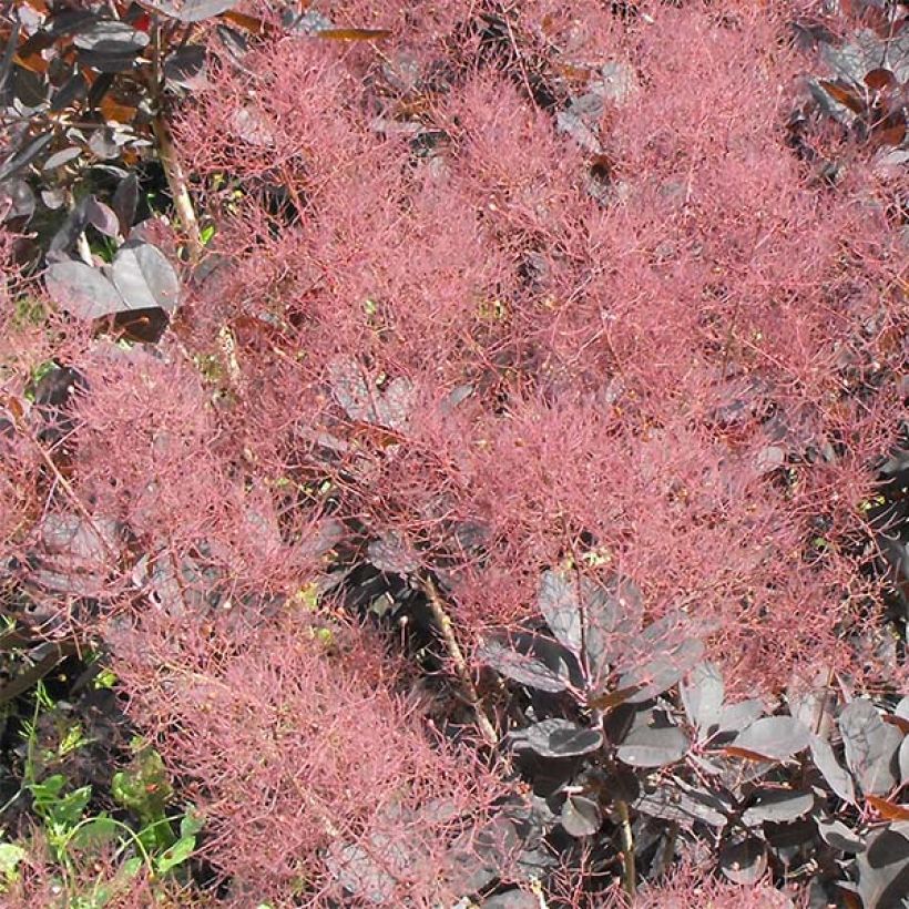Cotinus coggygria Lilla (Floração)