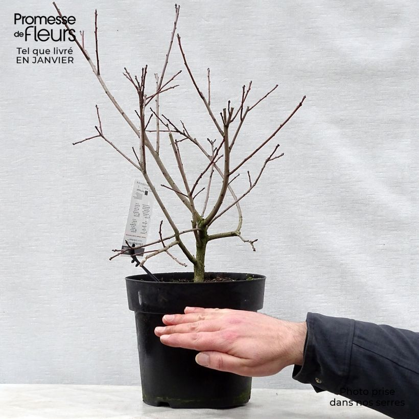 Amostra de Cotinus coggygria Lilla Vaso de 3 L/4 L tal como entregue no inverno