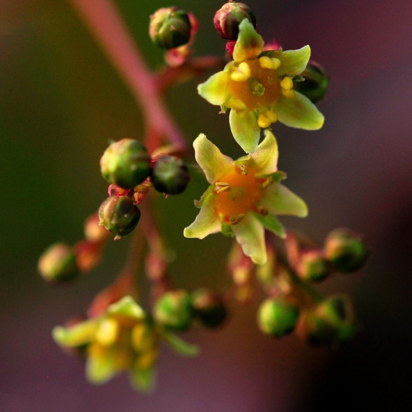 Cotinus coggygria Lilla (Floração)