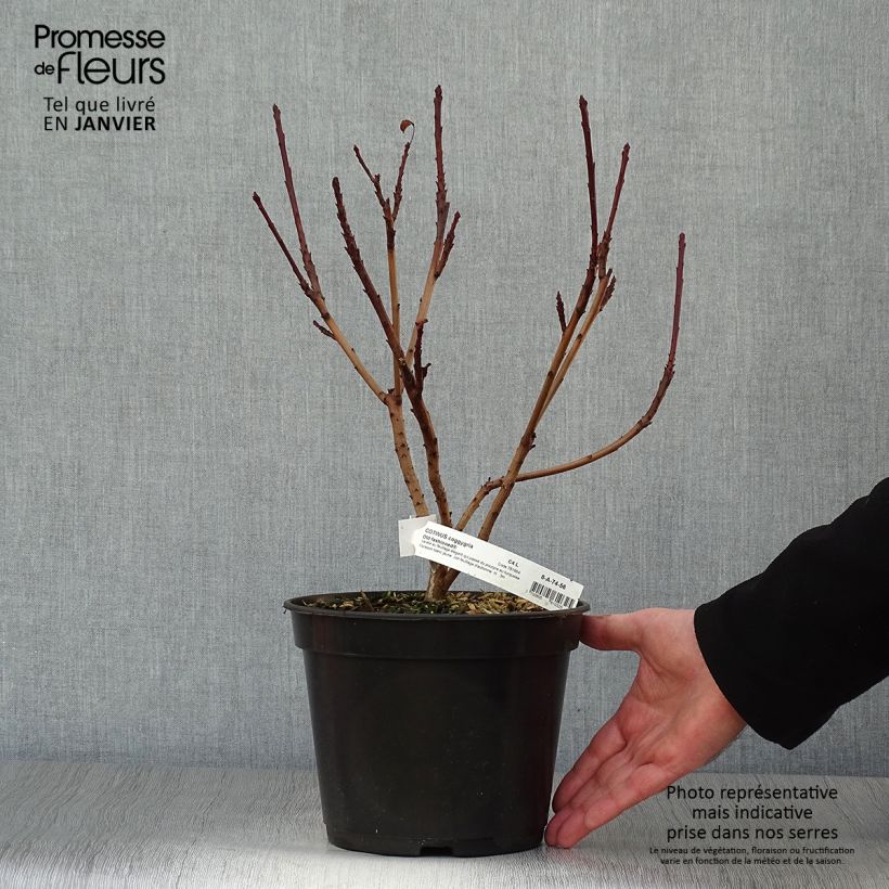 Amostra de Cotinus coggygria Old Fashioned Vaso de 3 L/4 L tal como entregue no inverno