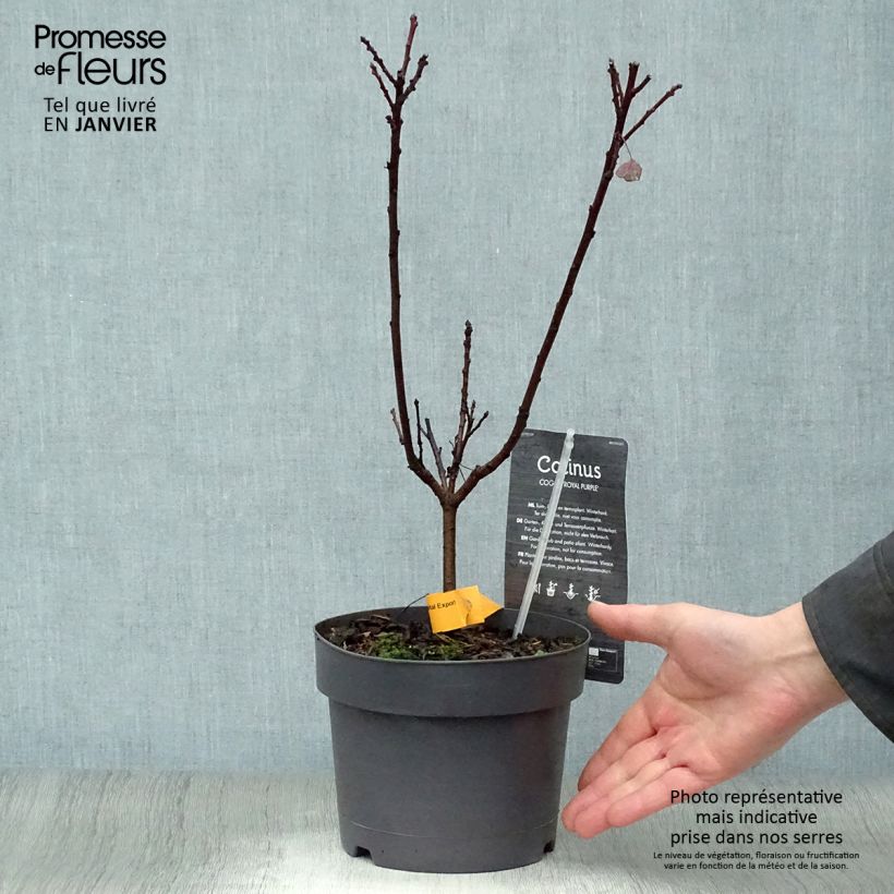Amostra de Cotinus coggygria Royal Purple Vaso de 2 L/3 L tal como entregue no inverno