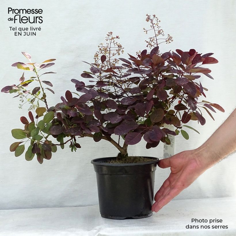 Amostra de Cotinus coggygria Royal Purple Vaso de 2 L/3 L tal como entregue no verão