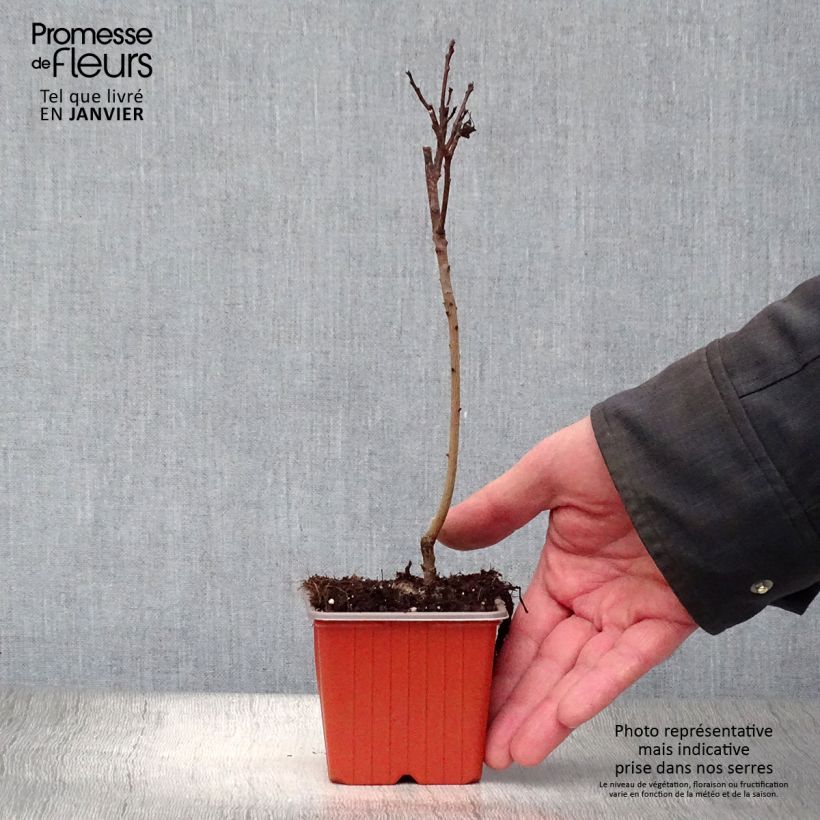 Amostra de Cotinus coggygria Royal Purple Vaso de 8/9 cm tal como entregue no inverno