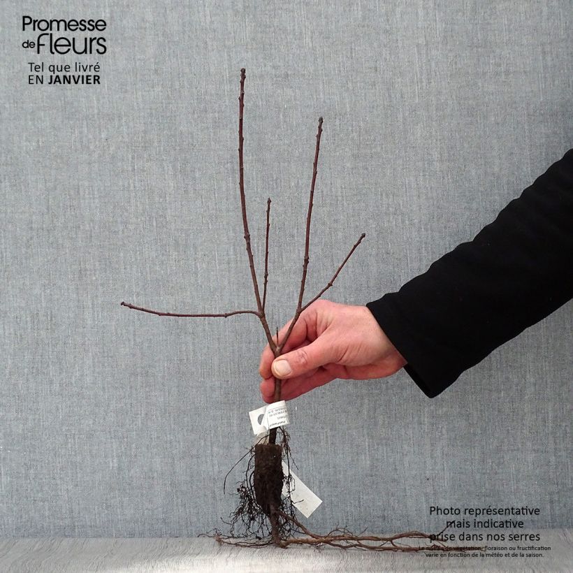 Amostra de Cotinus coggygria Royal Purple Raízes nuas tal como entregue no inverno