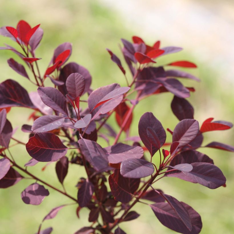 Cotinus coggygria Winecraft Black (Folhagem)