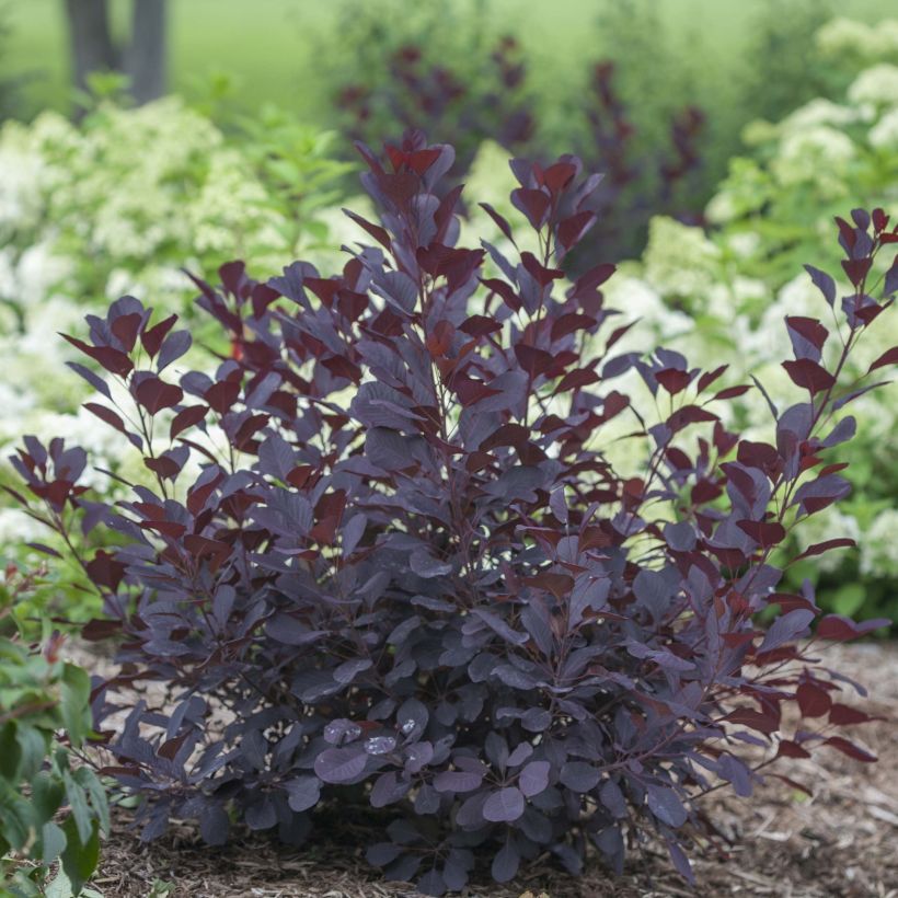 Cotinus coggygria Winecraft Black (Hábito)