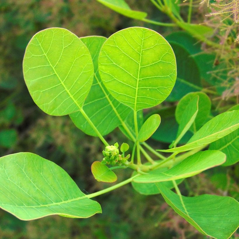 Cotinus coggygria Young Lady (Folhagem)