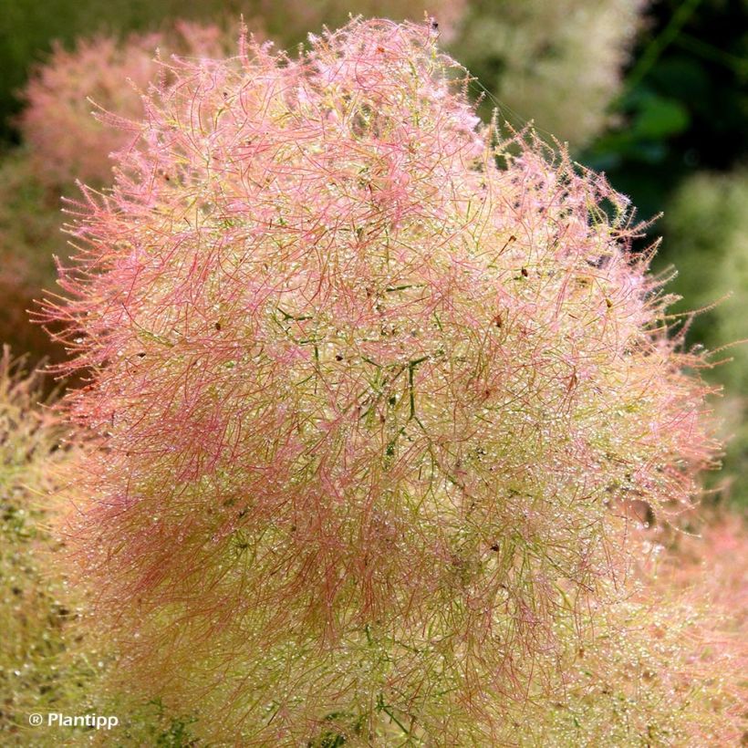 Cotinus coggygria Young Lady (Floração)