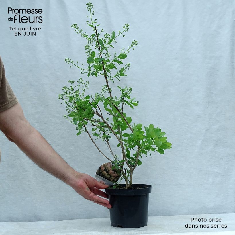 Amostra de Cotinus coggygria Young Lady Vaso de 2 L/3 L tal como entregue no verão