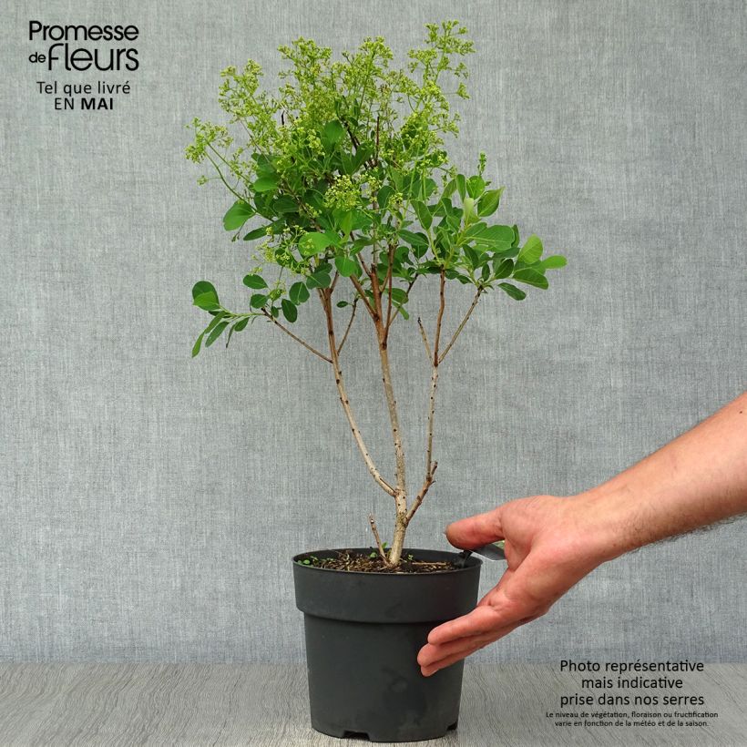 Amostra de Cotinus coggygria Young Lady Vaso de 2 L/3 L tal como entregue na primavera