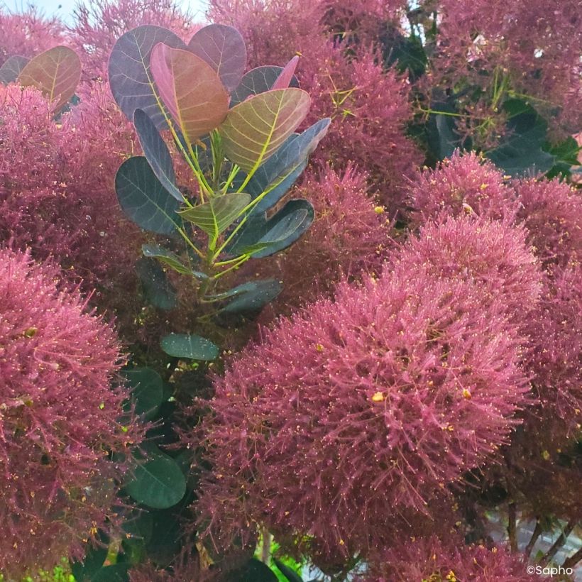 Cotinus coggygria Magical Torch (Floração)