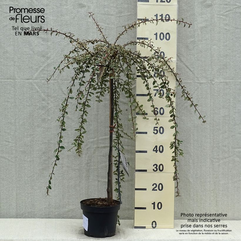 Amostra de Cotonastro rasteiro Juliette - Cotoneaster suecicus Vaso de 4 L/5 L, Haste tal como entregue na primavera
