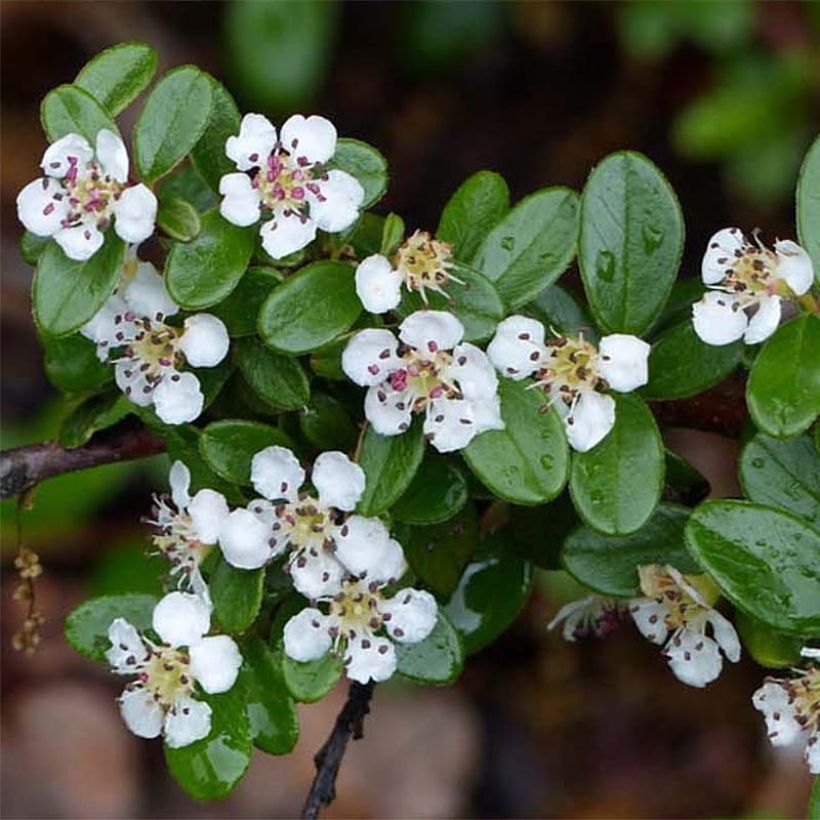 Cotonastro rasteiro Skogholm - Cotoneaster suecicus (Floração)