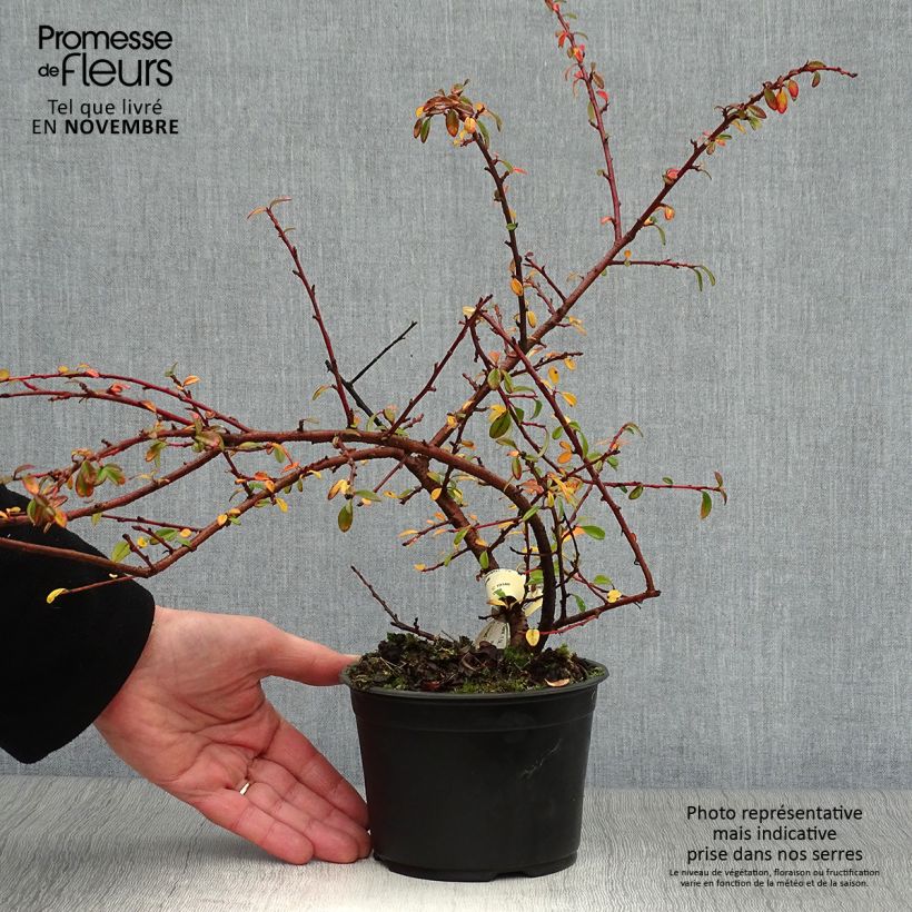 Amostra de Cotonastro rasteiro Skogholm - Cotoneaster suecicus Vaso de 1 L/1,5 L tal como entregue no outono