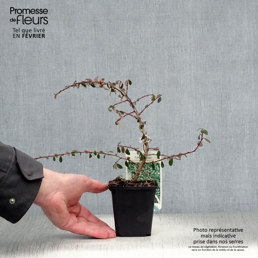 Amostra de Cotonéaster suecicus Skogholm Vaso de 8/9 cm tal como entregue no inverno