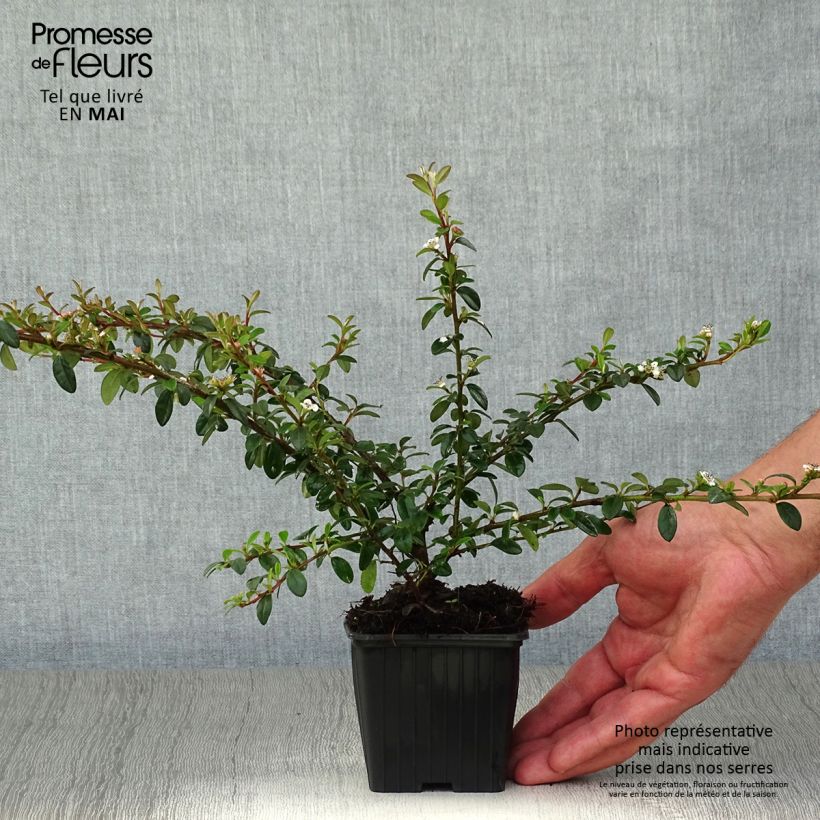 Amostra de Cotonastro rasteiro Skogholm - Cotoneaster suecicus Vaso de 8/9 cm tal como entregue na primavera