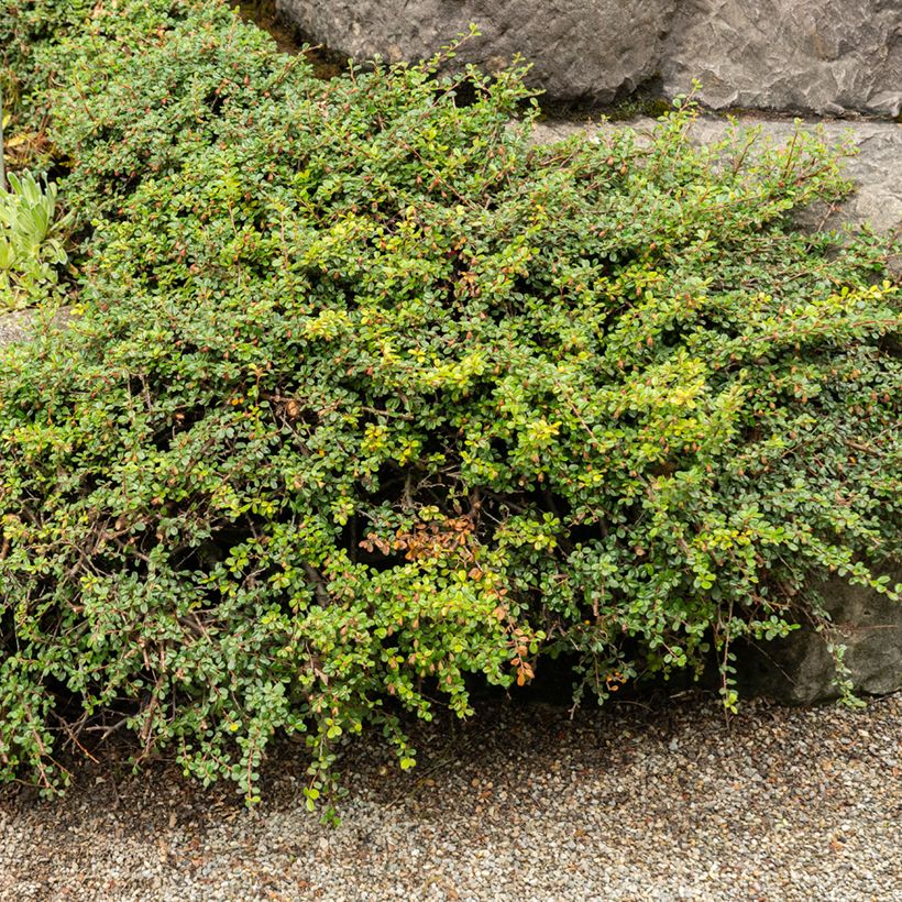 Cotoneaster adpressus - Cotonéaster-rasteiro (Hábito)