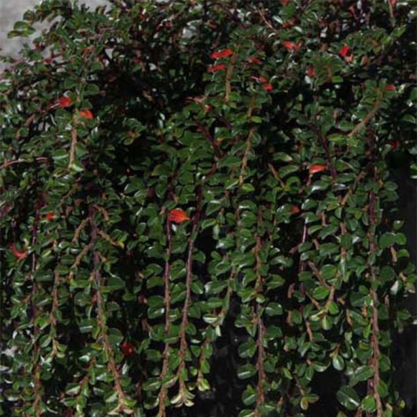 Cotoneáster Little Gem - Cotoneaster adpressus (Folhagem)
