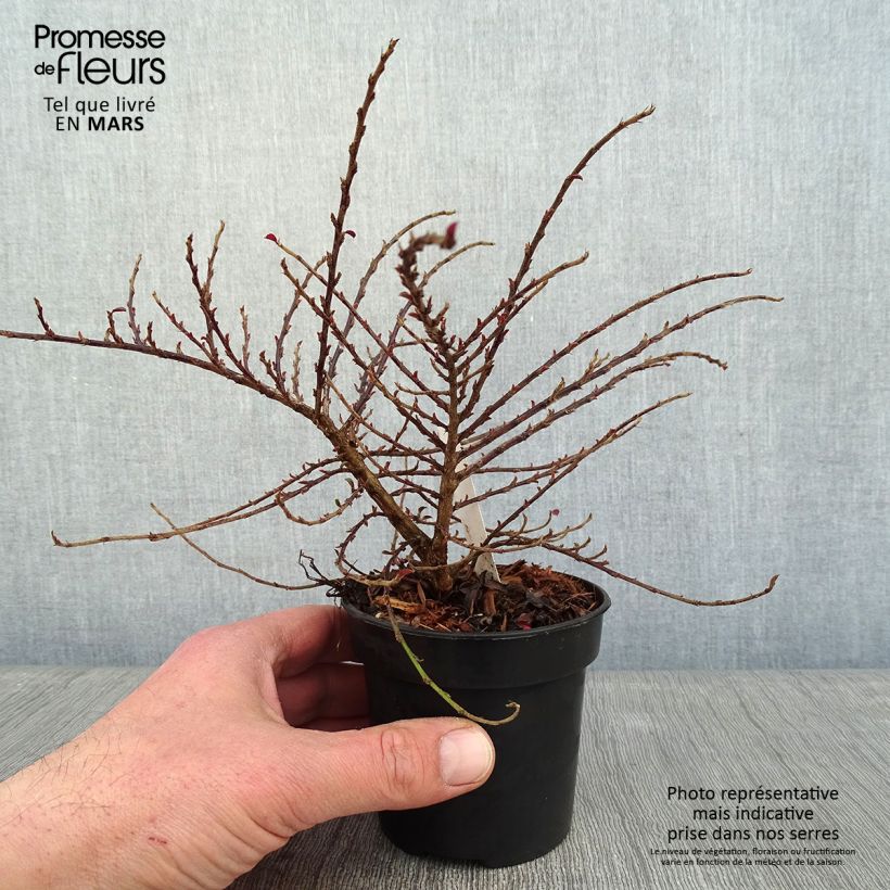 Amostra de Cotoneaster adpressus Little Gem Vaso de 10 cm/11 cm tal como entregue no inverno