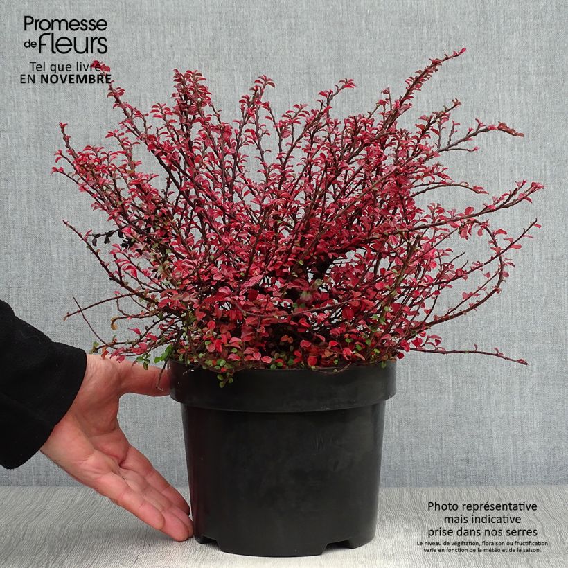 Amostra de Cotoneáster Little Gem - Cotoneaster adpressus Vaso de 2 L/3 L tal como entregue no outono