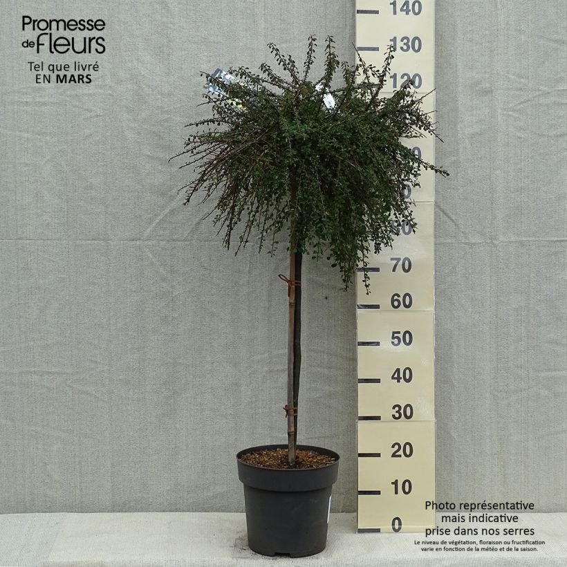 Amostra de Cotoneaster congestus Vaso de 7,5 L/10 L, Haste tal como entregue na primavera