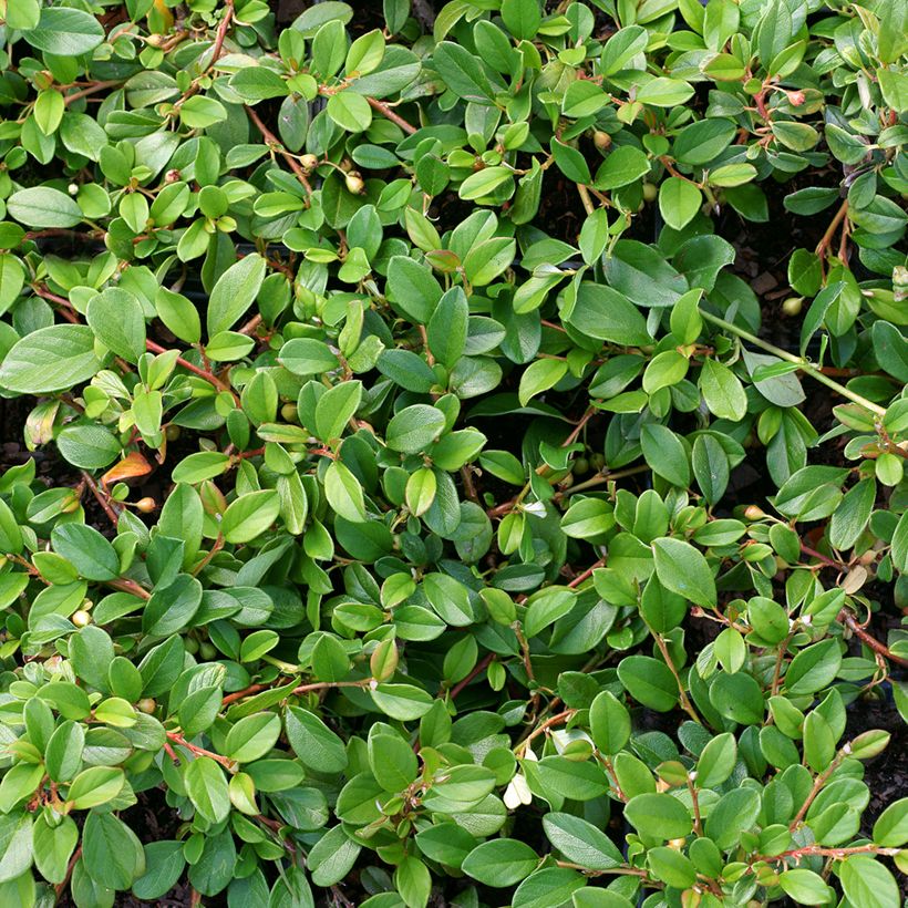Cotoneaster dammeri - Cotonastro rasteiro (Folhagem)