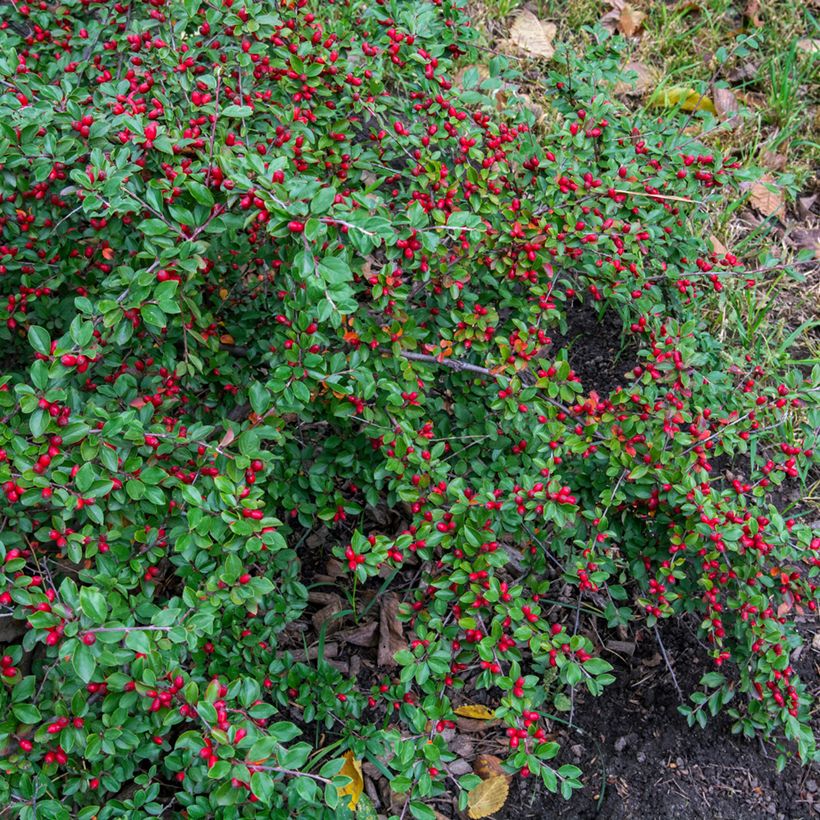 Cotoneaster dammeri - Cotonastro rasteiro (Hábito)