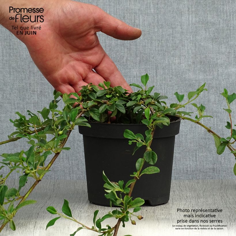 Amostra de Cotoneaster dammeri - Cotonastro rasteiro Vaso de 8/9 cm tal como entregue no verão