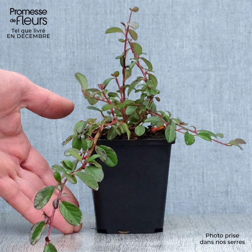 Amostra de Cotoneaster dammeri - Cotoneaster de Dammer Vaso de 8/9 cm tal como entregue no inverno