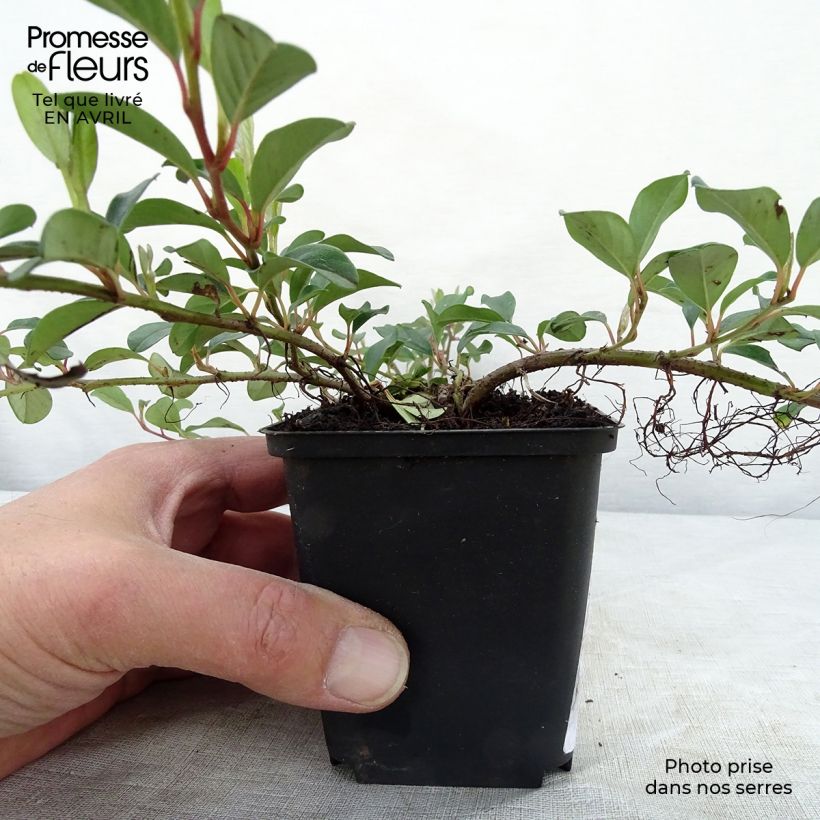 Amostra de Cotoneaster dammeri - Cotonastro rasteiro Vaso de 8/9 cm tal como entregue na primavera