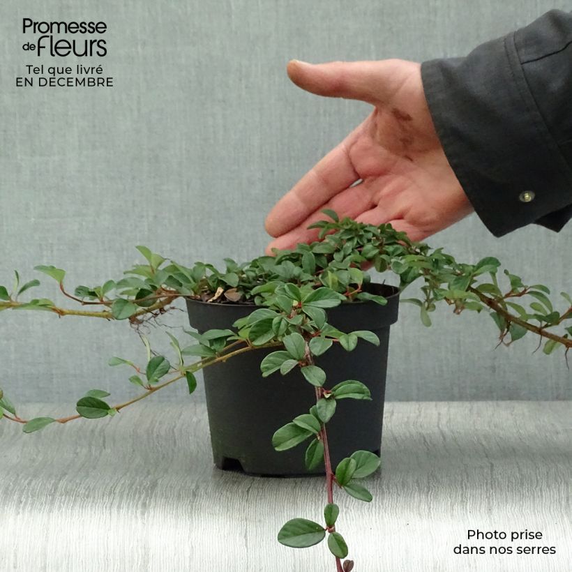 Amostra de Cotoneaster dammeri - Cotoneaster de Dammer Vaso de 1 L/1,5 L tal como entregue no inverno