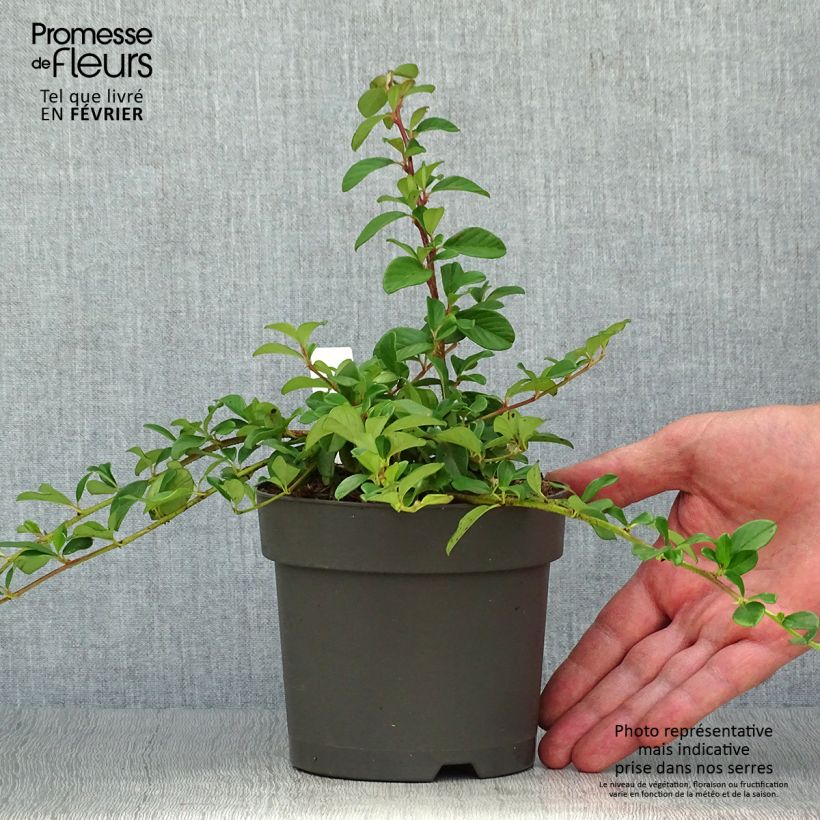 Amostra de Cotoneaster dammeri - Cotonastro rasteiro Vaso de 1 L/1,5 L tal como entregue no outono