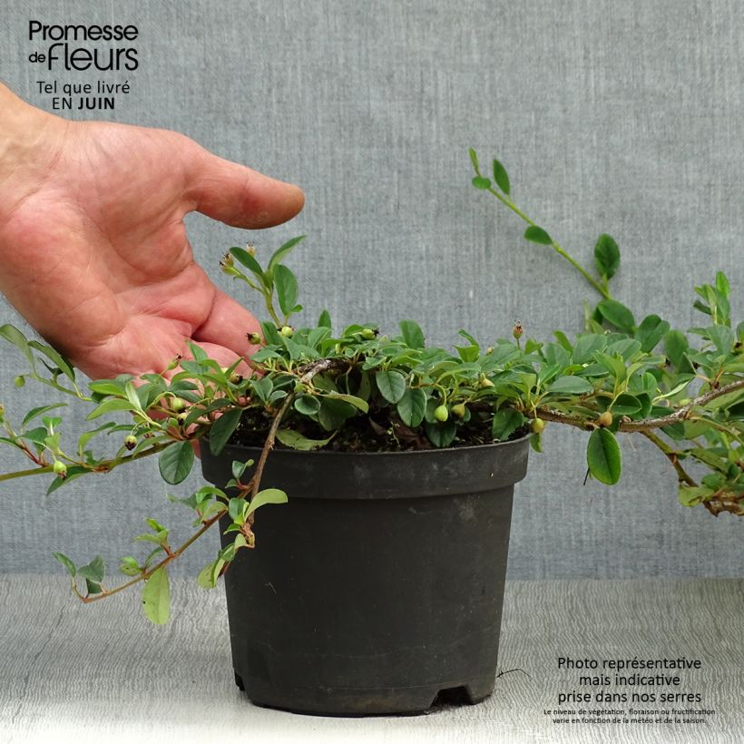 Amostra de Cotoneaster dammeri - Cotonastro rasteiro Vaso de 1 L/1,5 L tal como entregue no verão