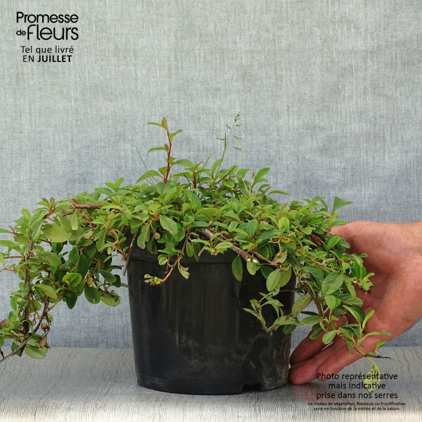 Amostra de Cotoneaster dammeri - Cotonastro rasteiro Vaso de 2 L/3 L tal como entregue no verão