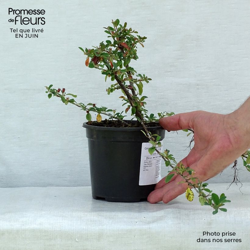 Amostra de Cotonastro rasteiro Eichholz - Cotoneaster dammeri Vaso de 1 L/1,5 L tal como entregue no verão