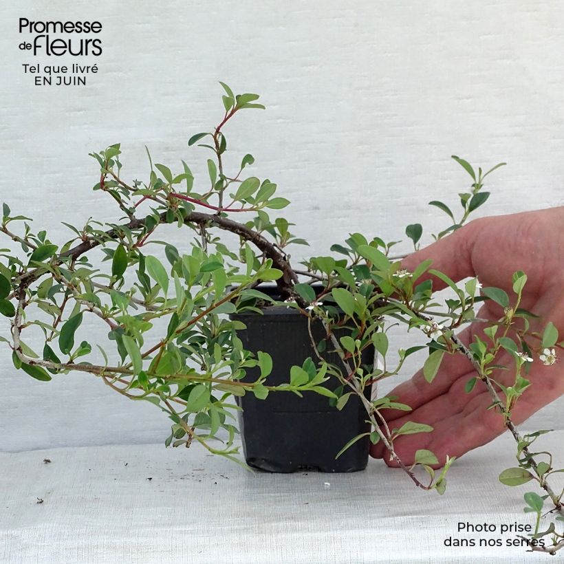 Amostra de Cotonastro rasteiro Eichholz - Cotoneaster dammeri Vaso de 8/9 cm tal como entregue no verão