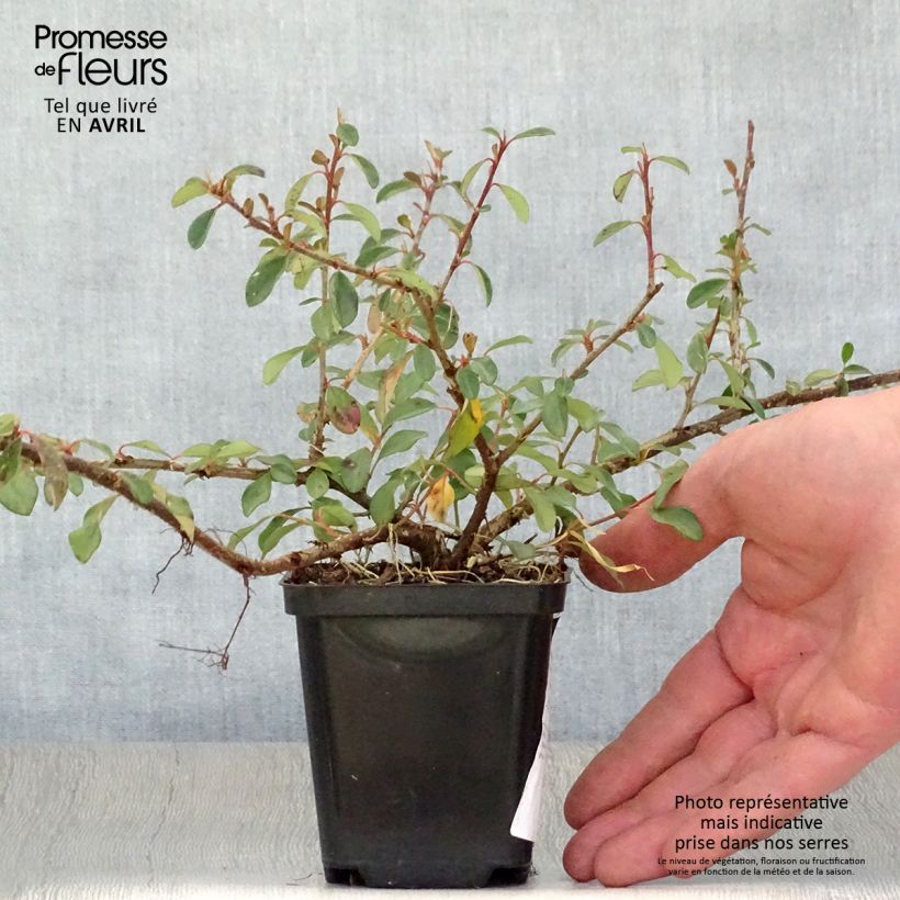 Amostra de Cotonastro rasteiro Eichholz - Cotoneaster dammeri Vaso de 8/9 cm tal como entregue na primavera