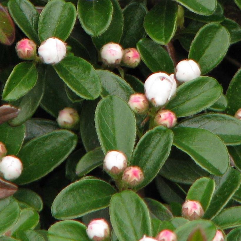 Cotonastro rasteiro Evergreen - Cotoneaster dammeri (Folhagem)