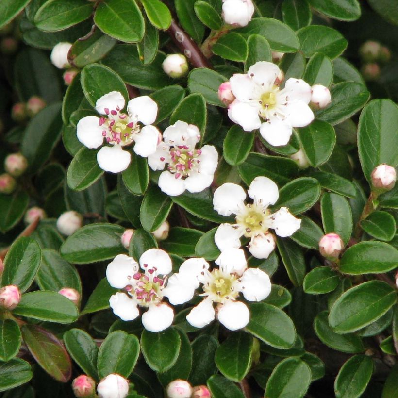 Cotonastro rasteiro Evergreen - Cotoneaster dammeri (Floração)