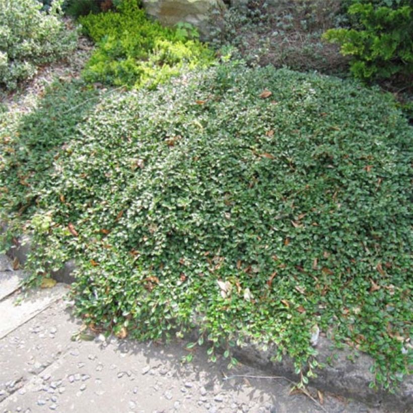 Cotonastro rasteiro Evergreen - Cotoneaster dammeri (Hábito)
