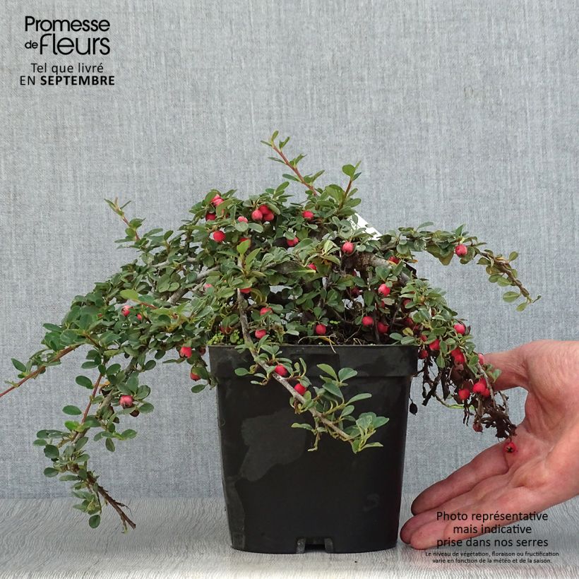 Amostra de Cotonastro rasteiro Evergreen - Cotoneaster dammeri Vaso de 2 L/3 L tal como entregue no outono