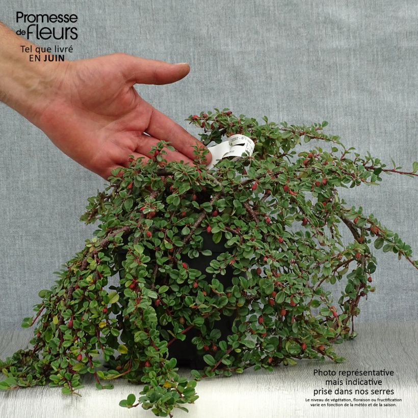 Amostra de Cotonastro rasteiro Evergreen - Cotoneaster dammeri Vaso de 2 L/3 L tal como entregue no verão