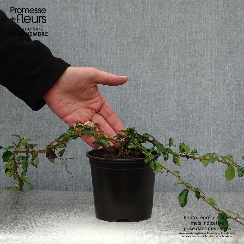 Amostra de Cotonastro rasteiro Major - Cotoneaster dammeri Vaso de 1 L/1,5 L tal como entregue no outono