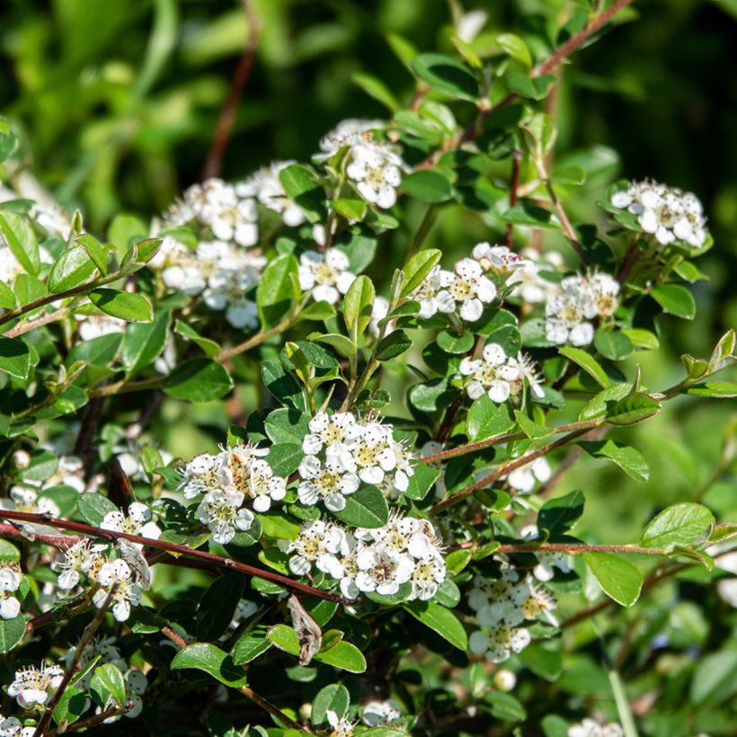Cotonastro rasteiro Major - Cotoneaster dammeri (Floração)